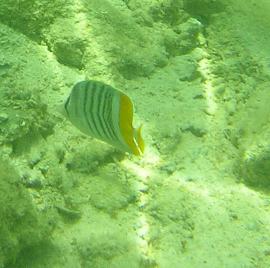Atoll Butterflyfish