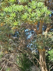 Banksia seminuda