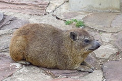 Procavia capensis johnstoni