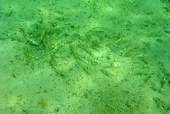 Parupeneus pleurostigma