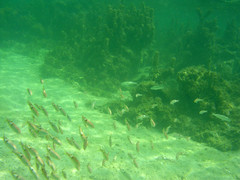 Parupeneus pleurostigma