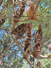 Banksia seminuda