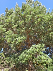 Banksia seminuda