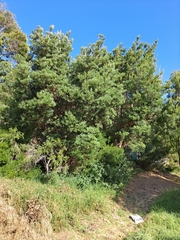Banksia seminuda