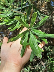 Banksia seminuda