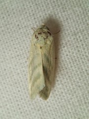 Earias paralella