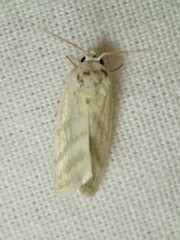 Earias paralella