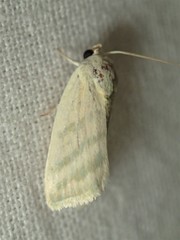 Earias paralella
