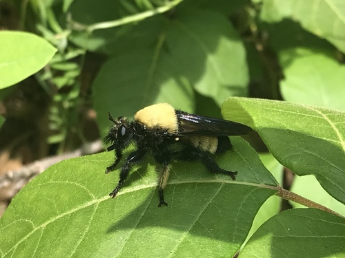 Cowboy Laphria