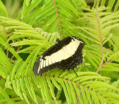 Heraclides androgeus laodocus