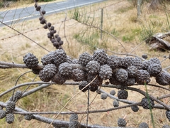 Allocasuarina paludosa