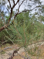 Allocasuarina paludosa