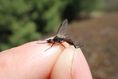 Bibio femoratus