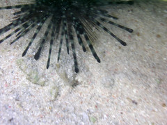 Echinothrix