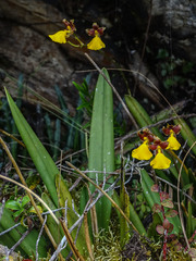 Cyrtochilum aureum