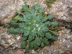 Erodium maritimum