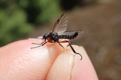 Bibio femoratus