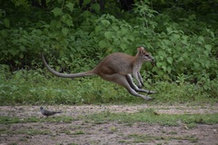 Geopelia placida placida