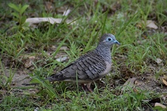 Geopelia placida placida