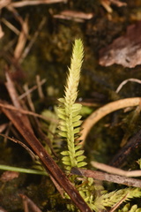 Selaginella eatonii image