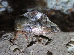 Cyrtolobus tuberosus