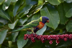 Trichoglossus moluccanus moluccanus