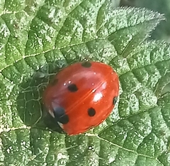 Coccinella septempunctata