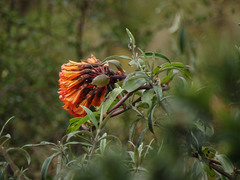 Bomarea formosissima