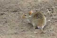 Arvicanthini