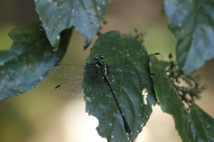 Leptogomphus sauteri