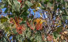 Image of Psittacanthus calyculatus