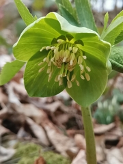 Helleborus odorus