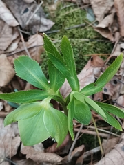 Helleborus odorus