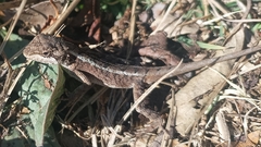 Kumaon Mountain Lizard photo 1