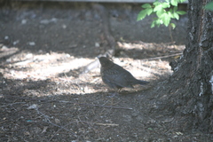 Turdus merula
