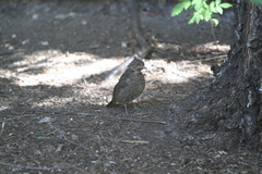 Turdus merula