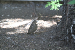 Turdus merula