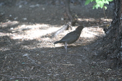 Turdus merula