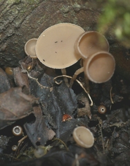 Ciboria