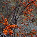Sea-Buckthorn - Photo (c) blagotrav, some rights reserved (CC BY-NC)