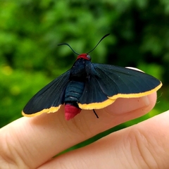 Pyrrhopyge pelota