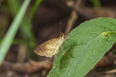 Synapte malitiosa antistia
