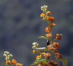 Buddleja tucumanensis