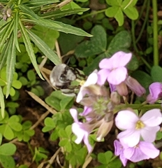 Anthophora alluaudi