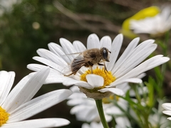 Eristalis tenax