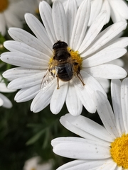 Eristalis tenax