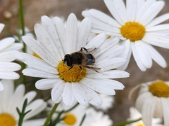 Eristalis tenax