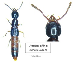 Atrecus affinis
