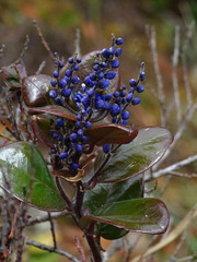 Monnina salicifolia