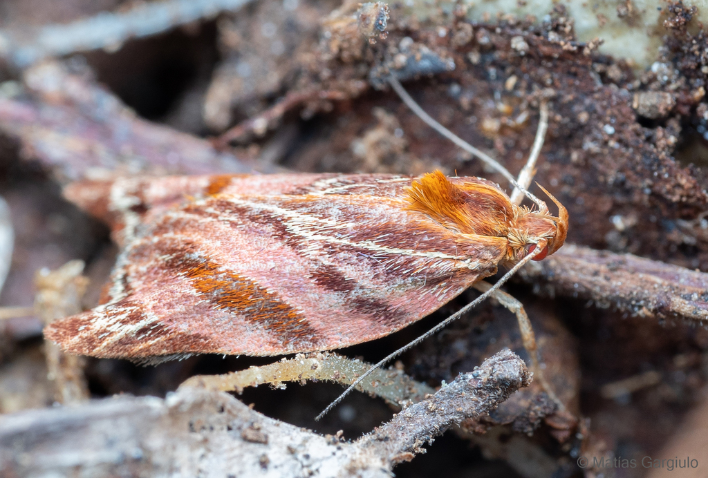 Cryptolechia hecate